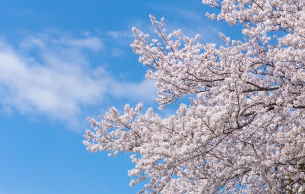 春のイベント＠神奈川！気軽に楽しむケータリングプランを紹介