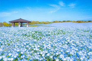 海の中道海浜公園