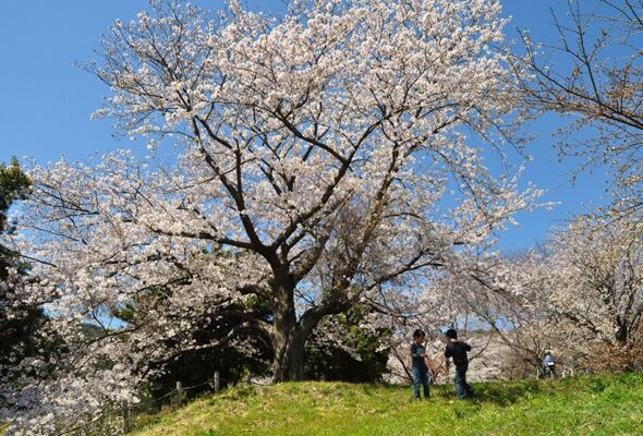 金立公園